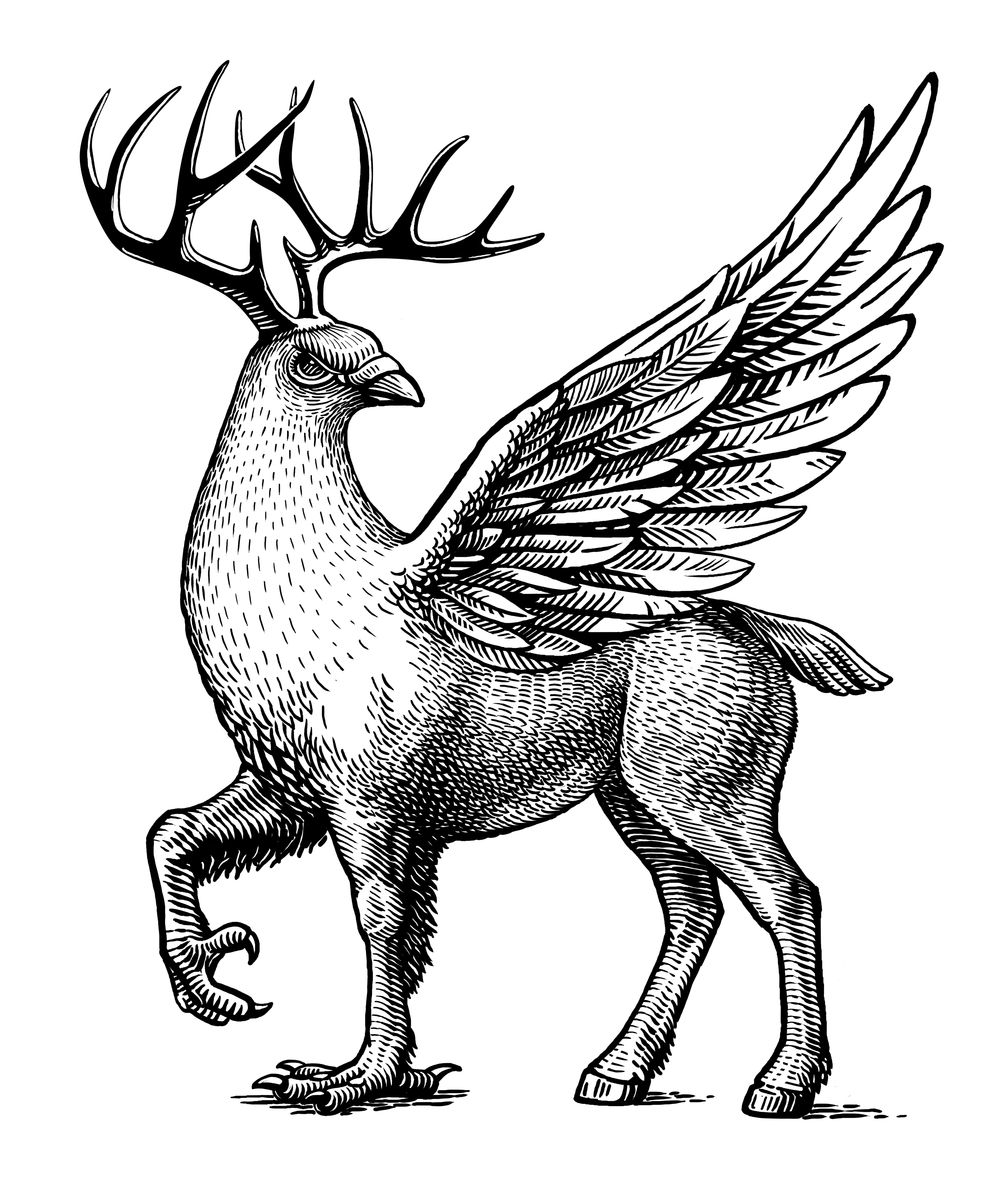 Goluben 4