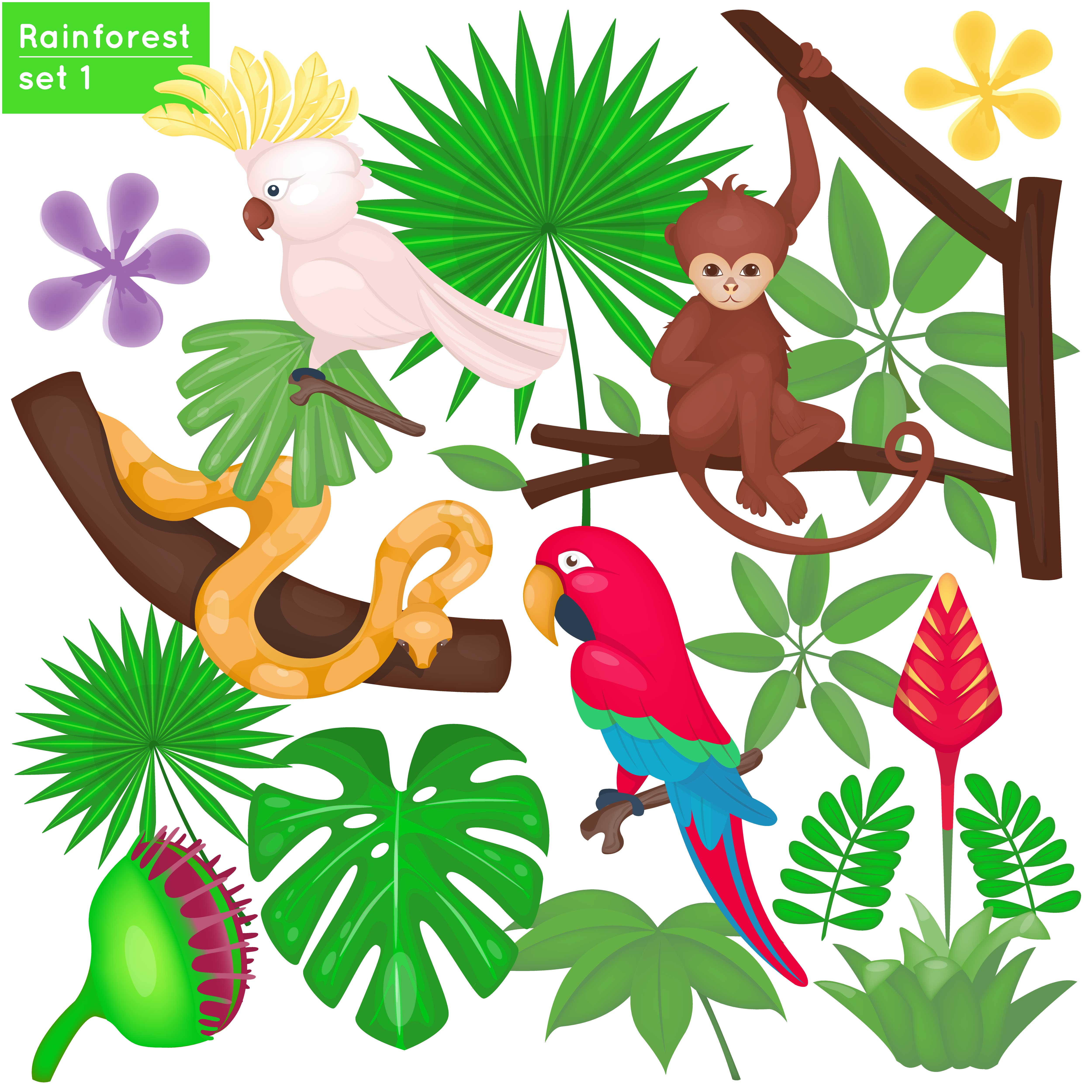 Rainforest set 1