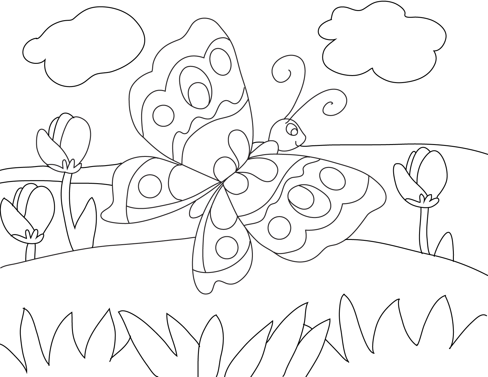 Butterfly