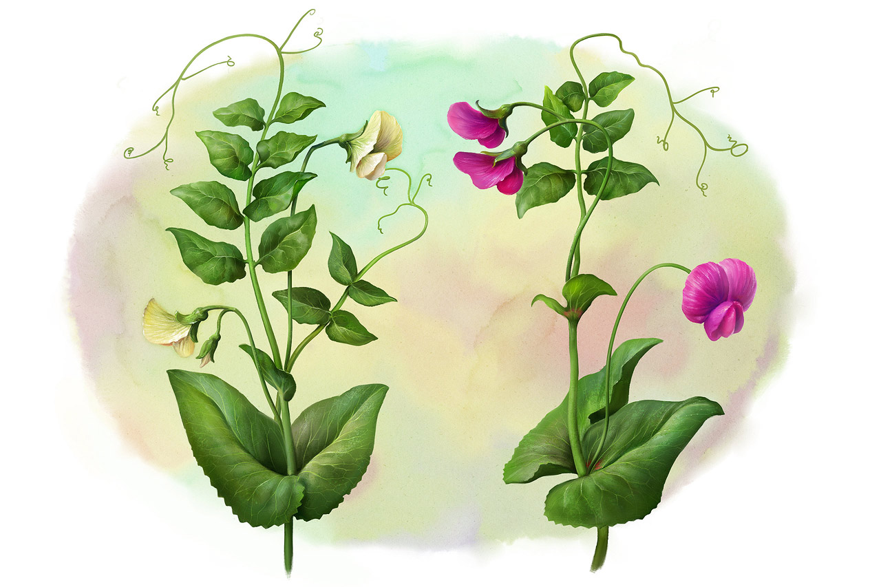 Eldar zakirov 2016   botanics. pea plants  3 