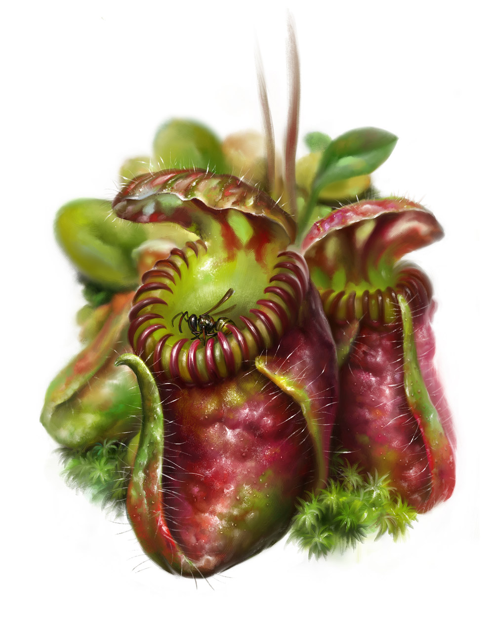 Eldar zakirov 2016   botanics. cephalotus follicularis 705a  zoomed 