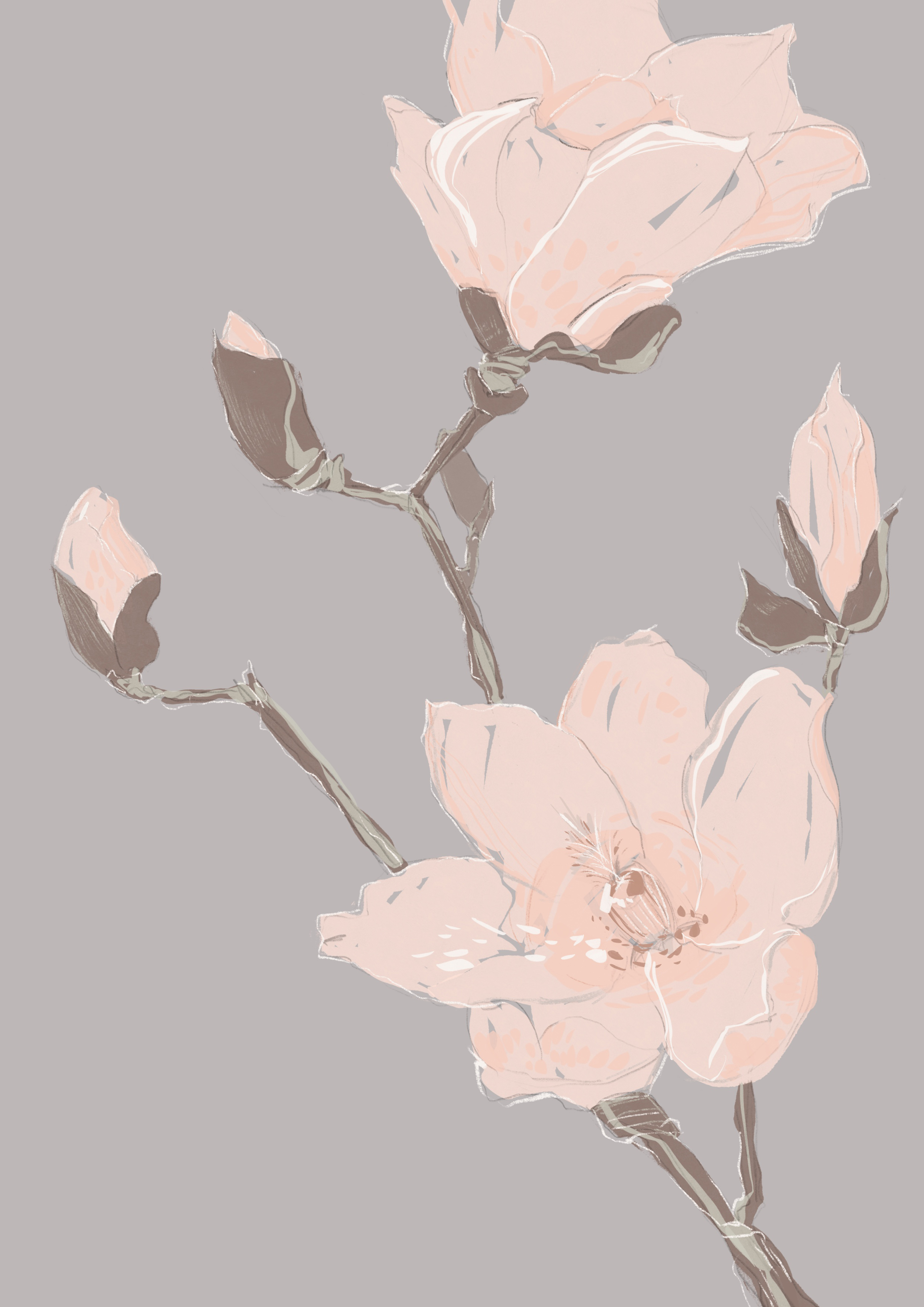 Gray flower 6500x4950 society