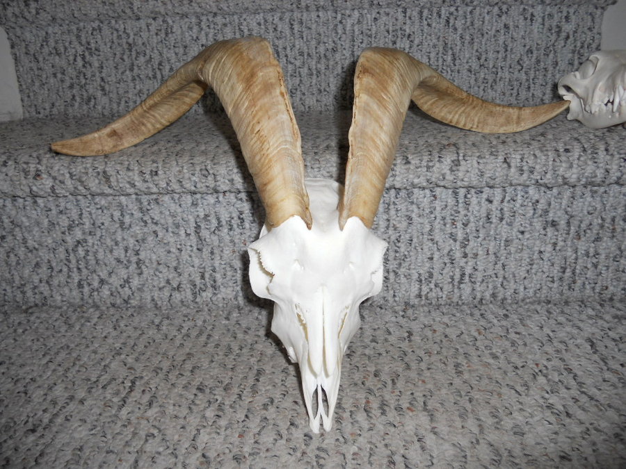 Billy goat horns by minotaur queen stock d3h8cgj