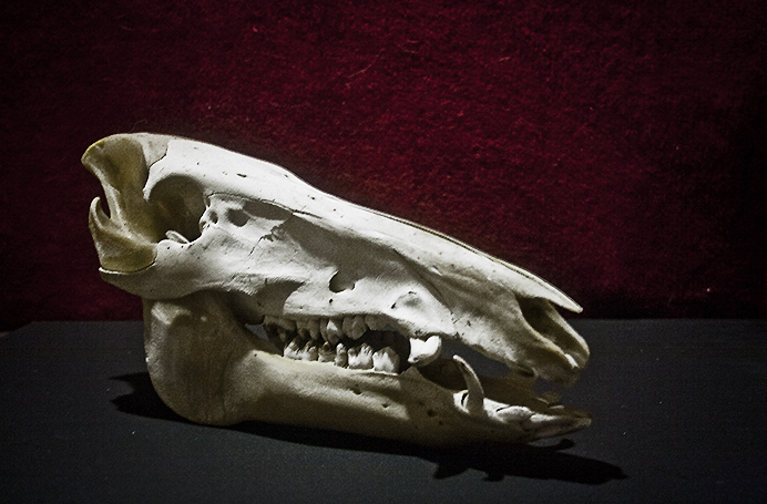 Boar skull by tayna skull d7uk9jj