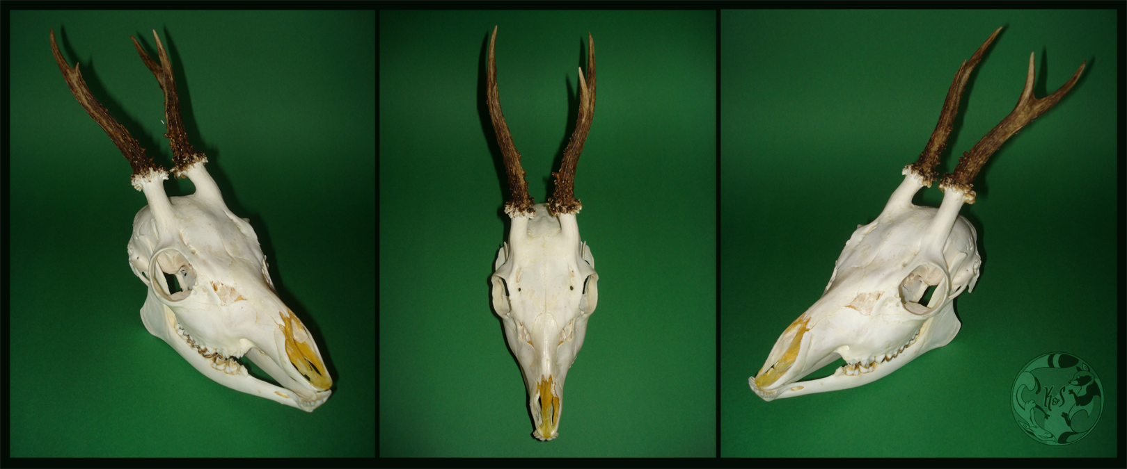 Deer skull for sale by katran and squfur d6x6ft5