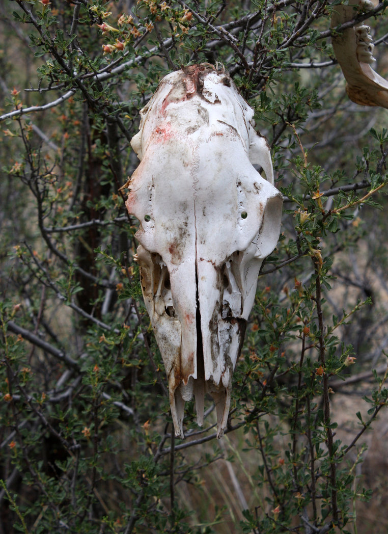 Deer skull full front by greeneyezz stock d6p574c