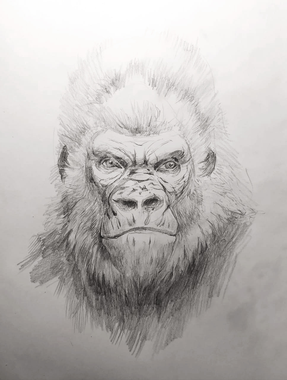 Gorilla