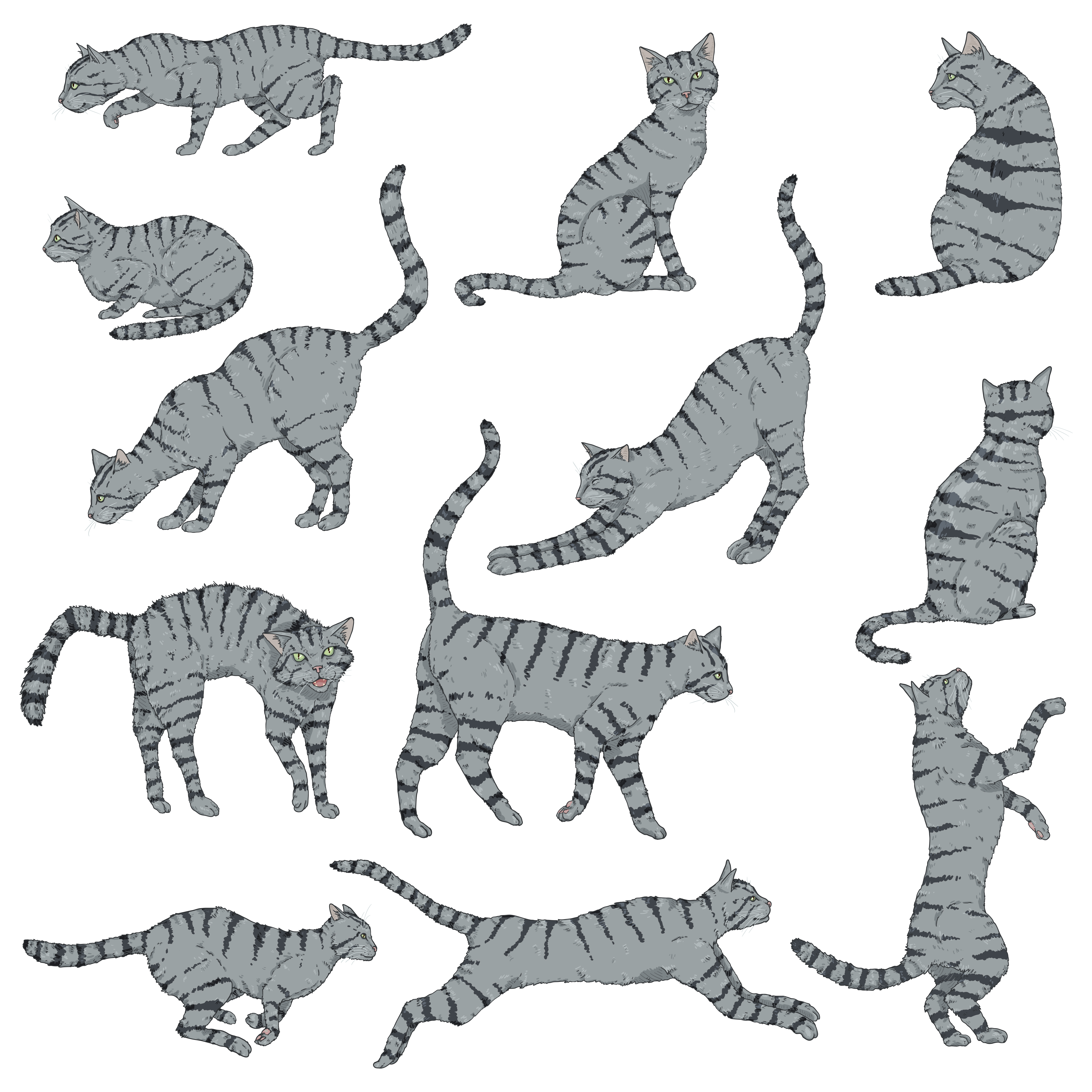 2020 cat set 03