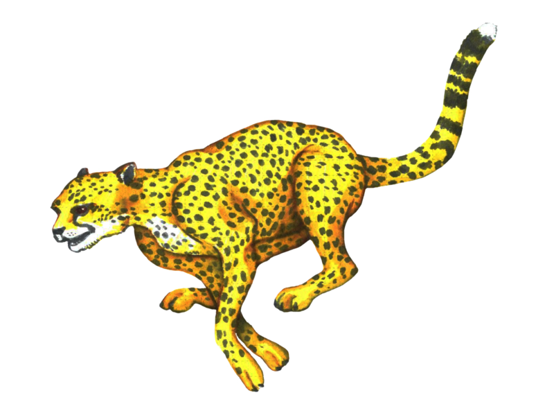 19  running cheetah by catherine kindzombie d9pq2bi