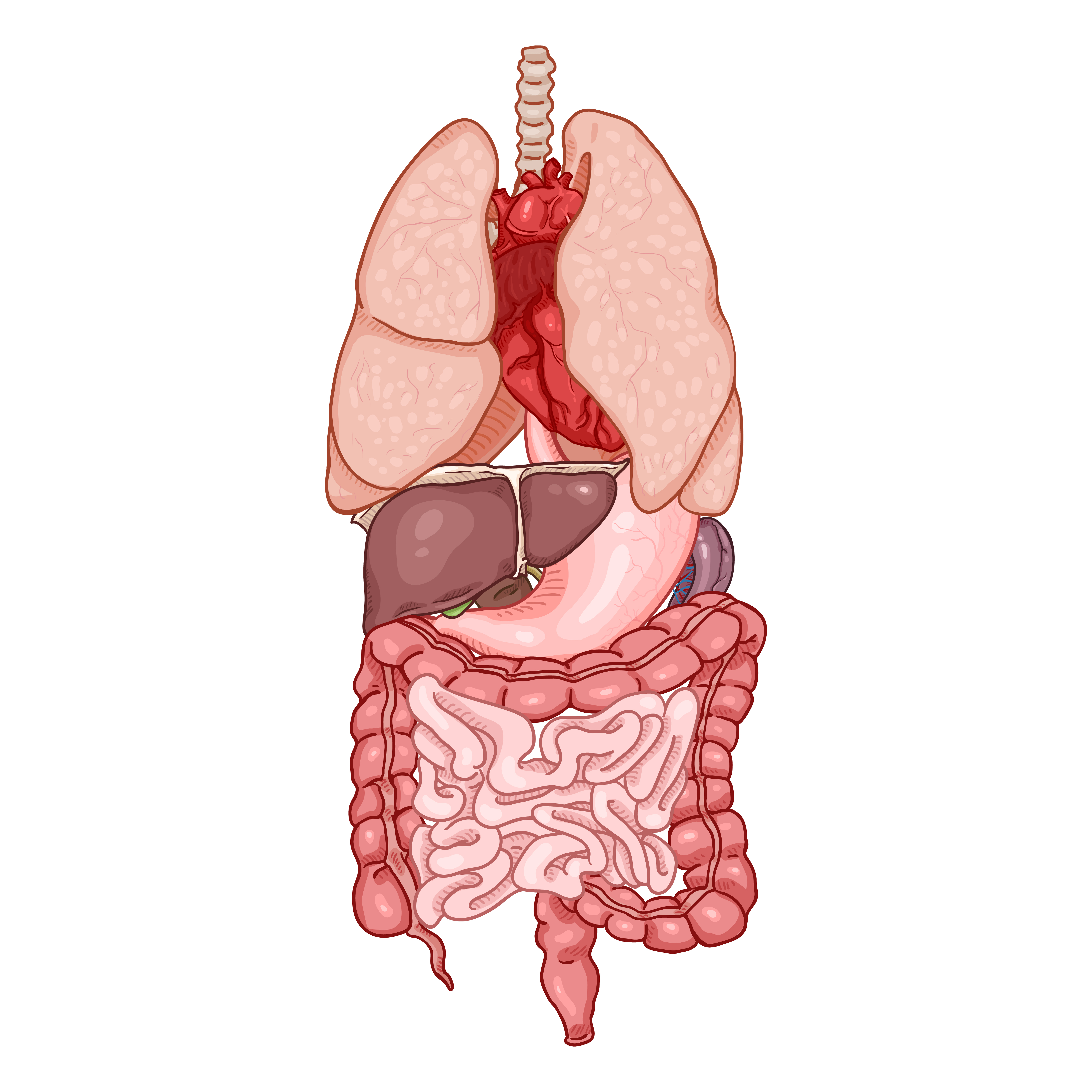 Human organs 05