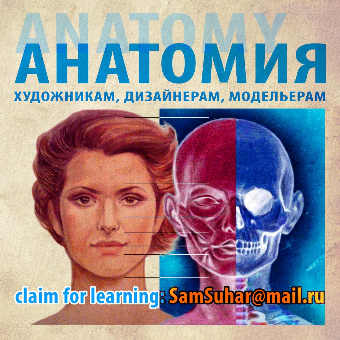 Anatomy