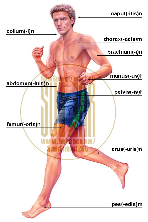 Medicalterminologylatin