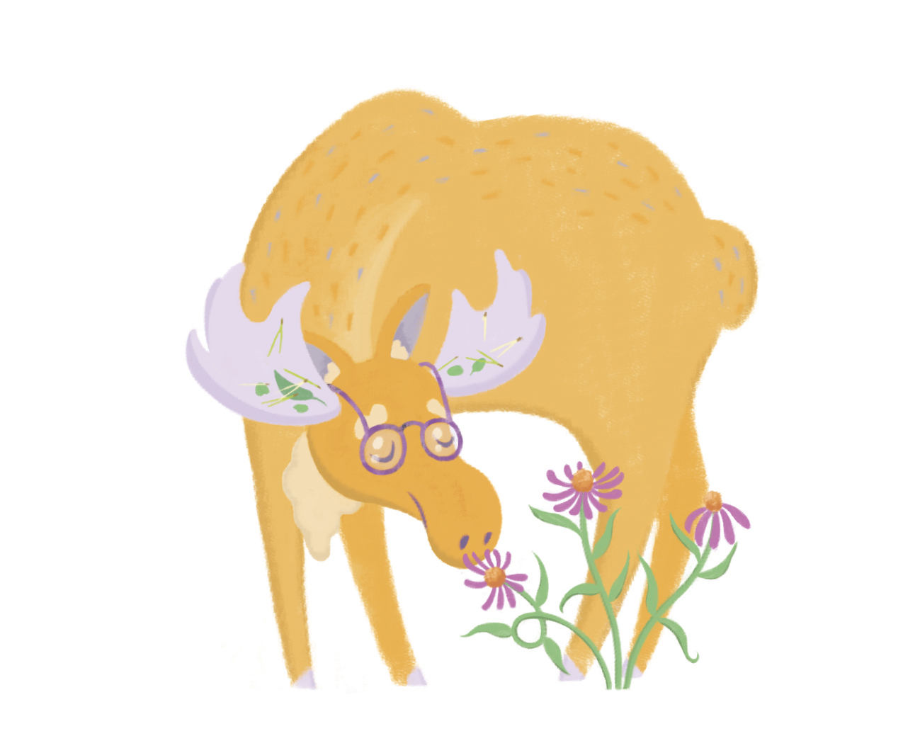 Moose