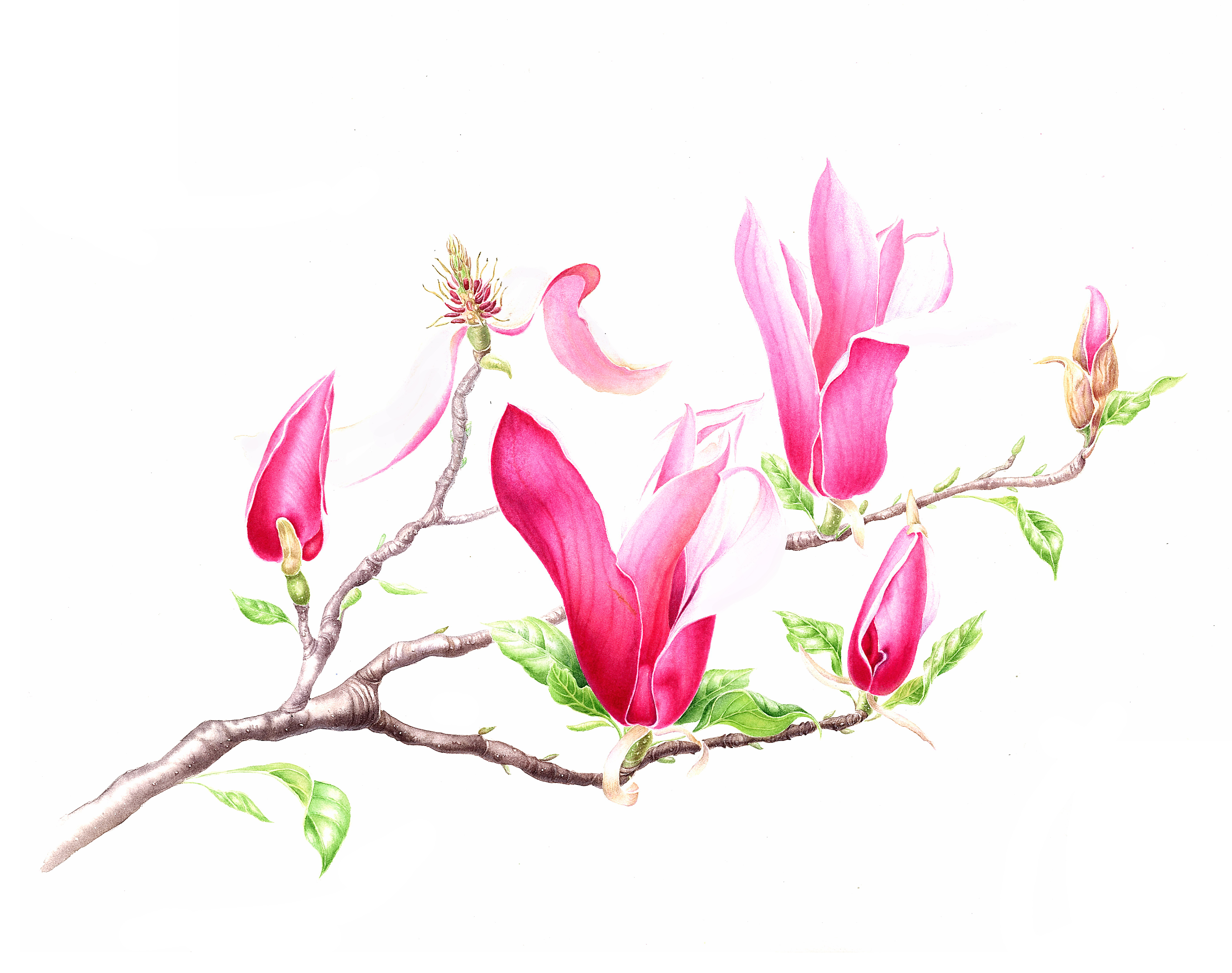 Magnolia