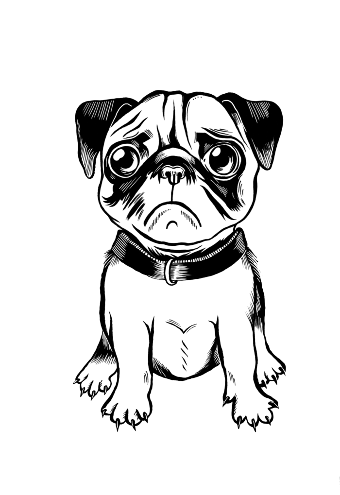 Main pug