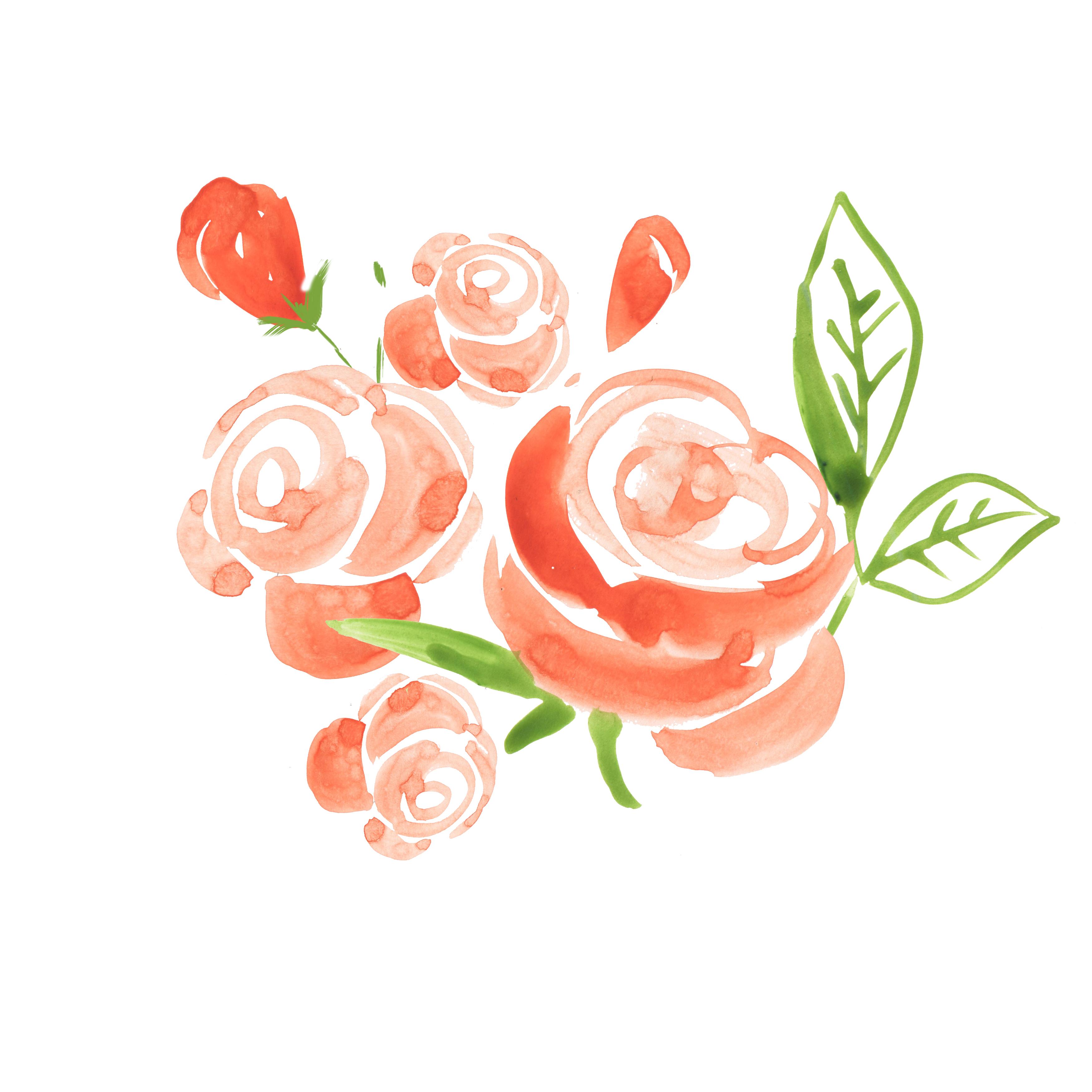 Rose flower
