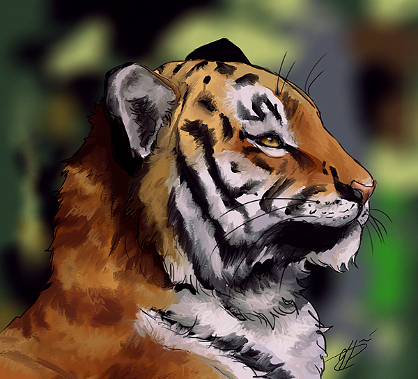 Tiger