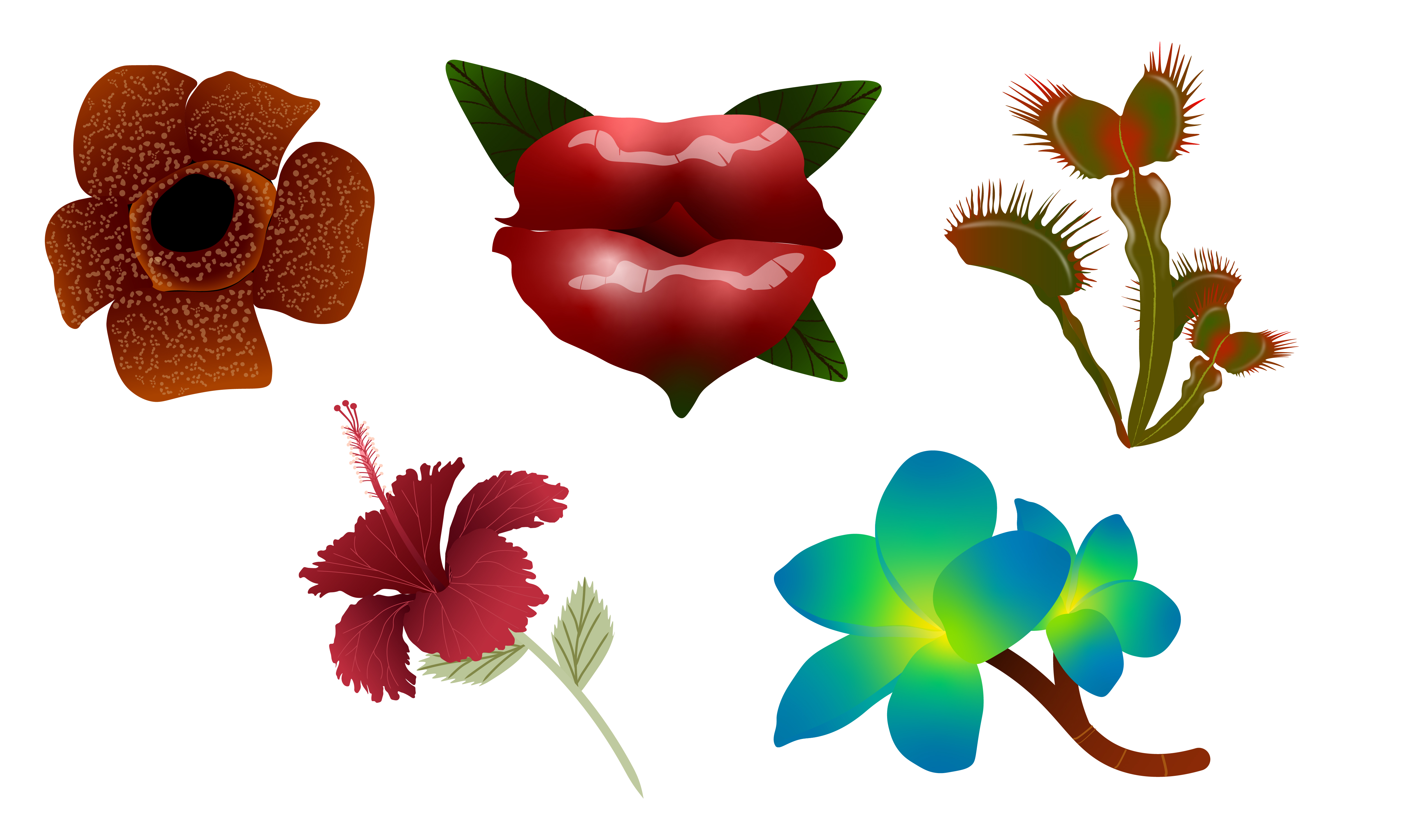 Tropical flowers