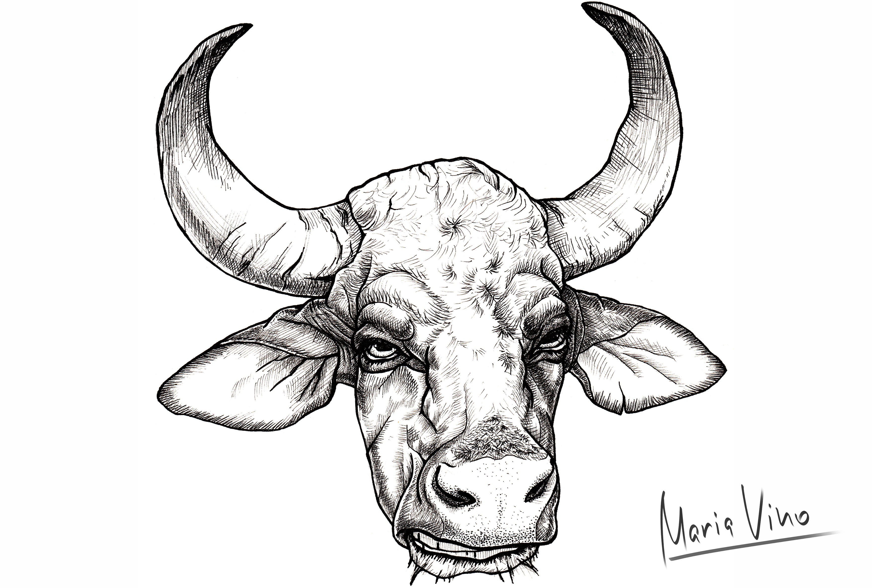 Bull