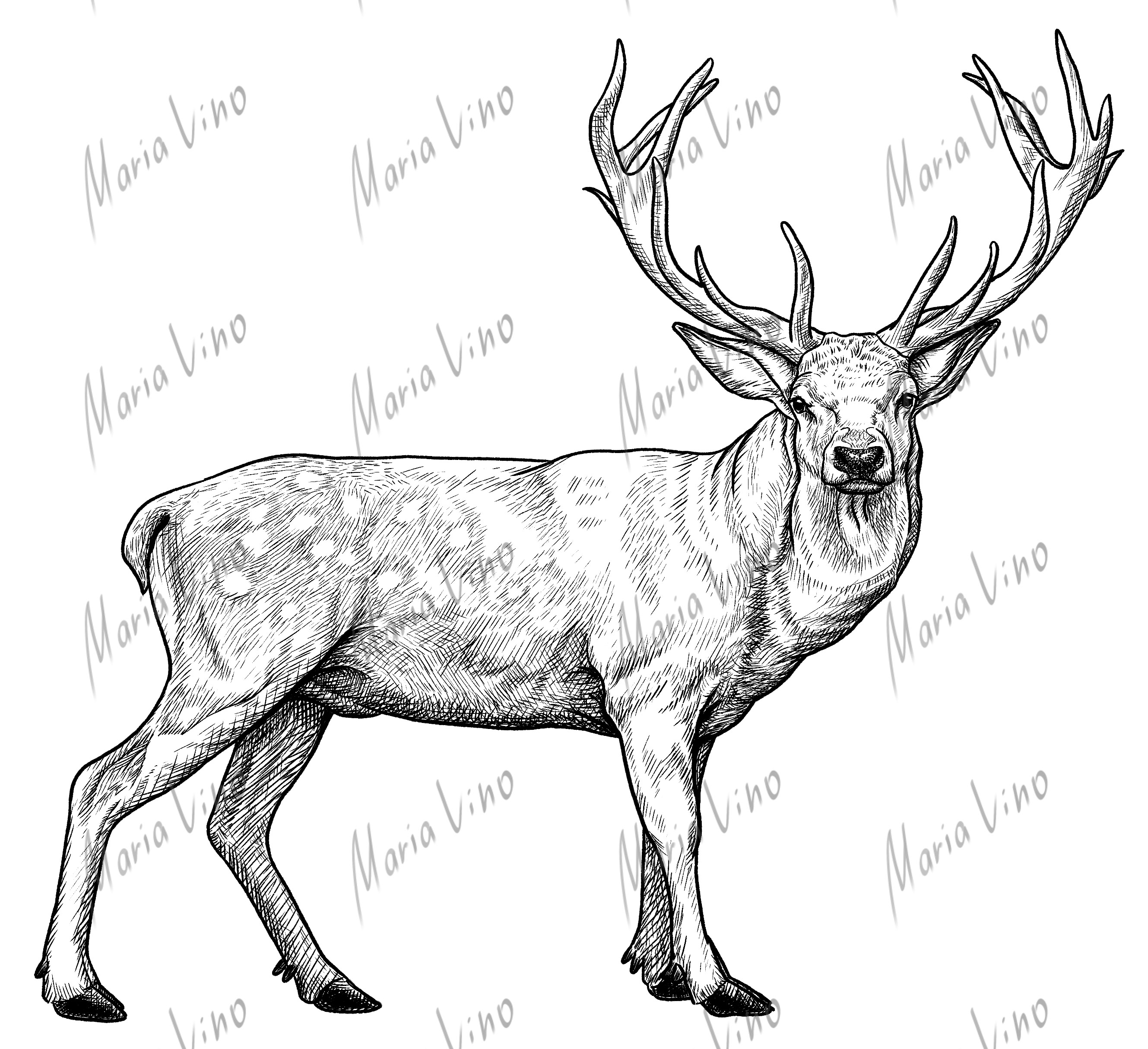 Deer4