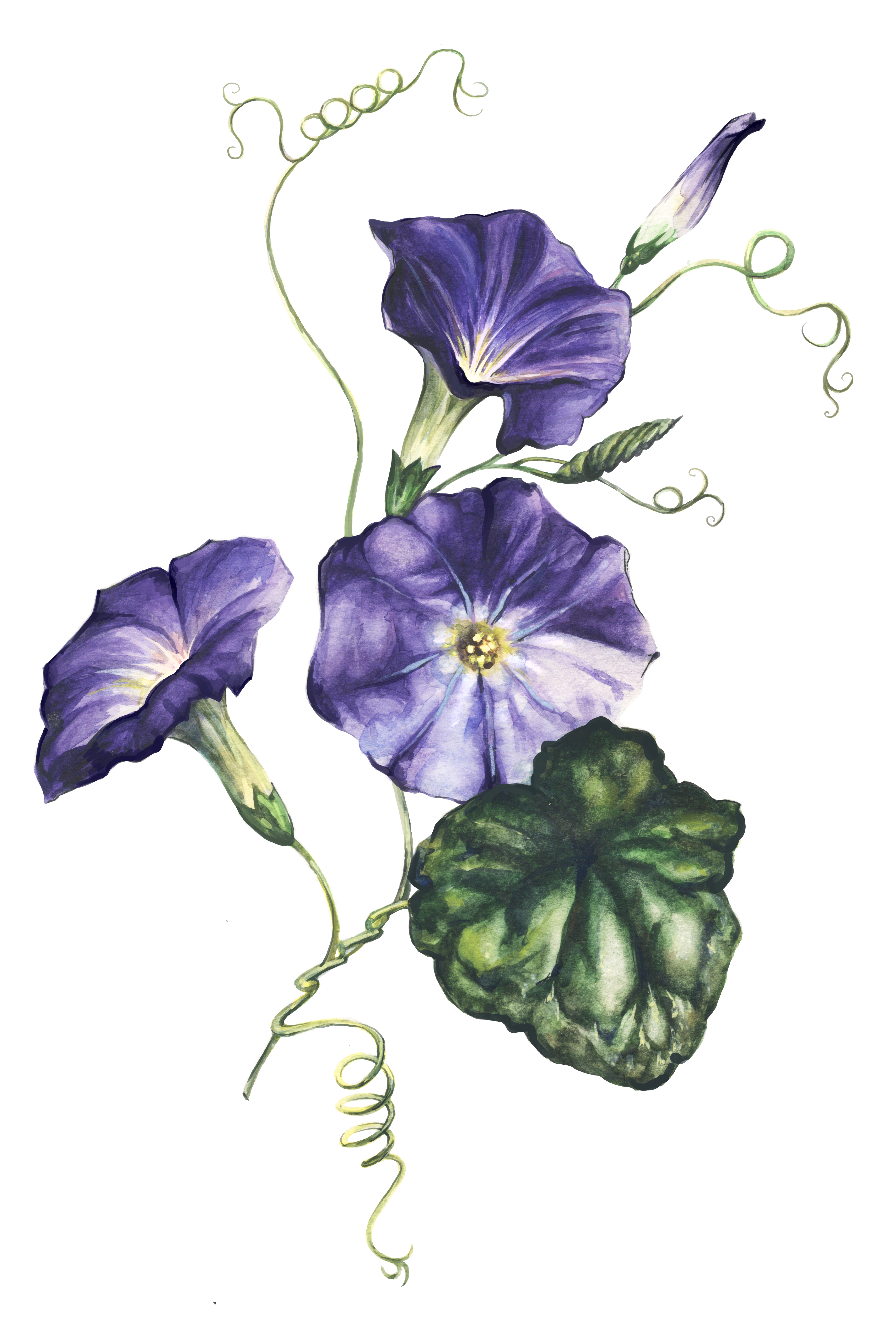 Convolvulus arvensis