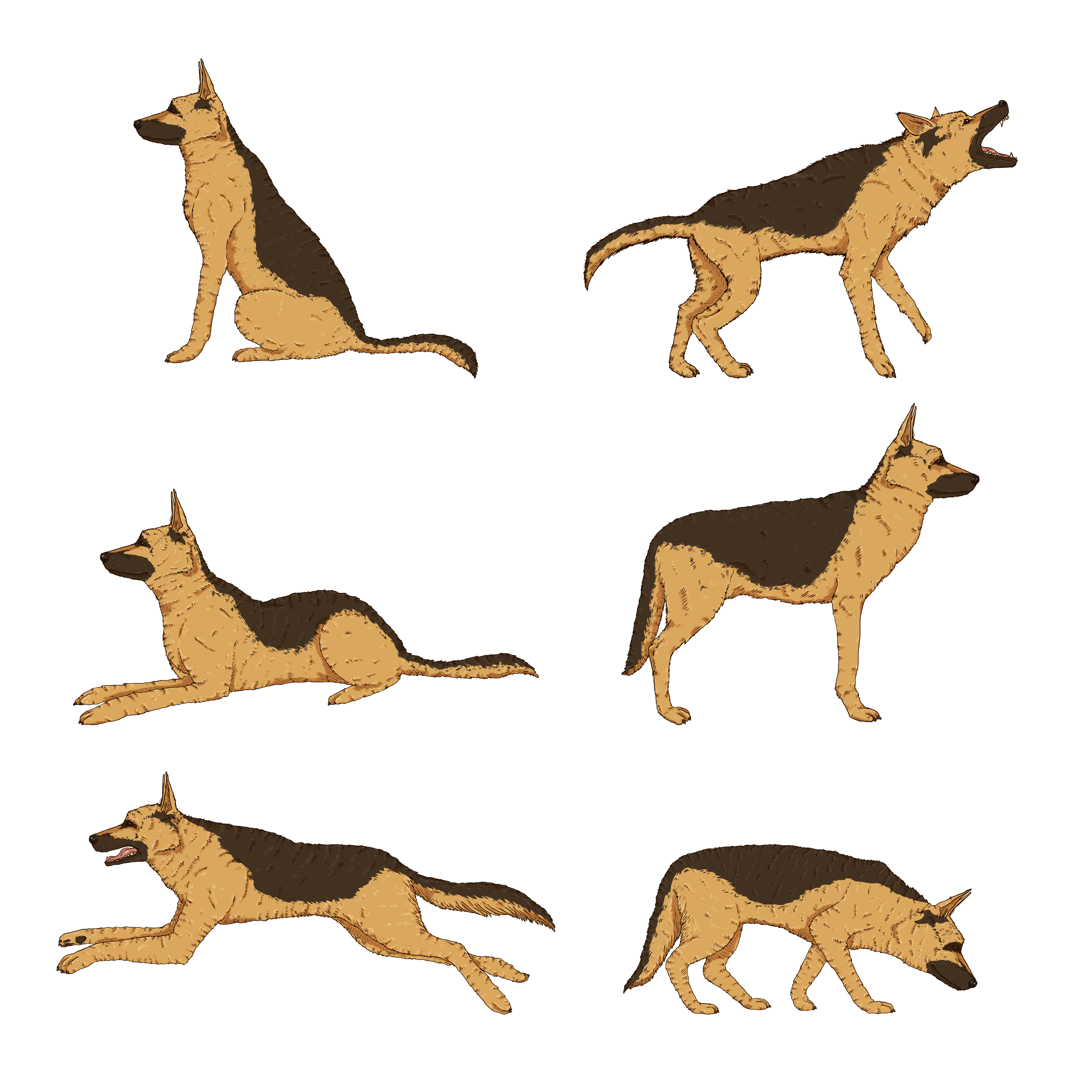 Dog 09