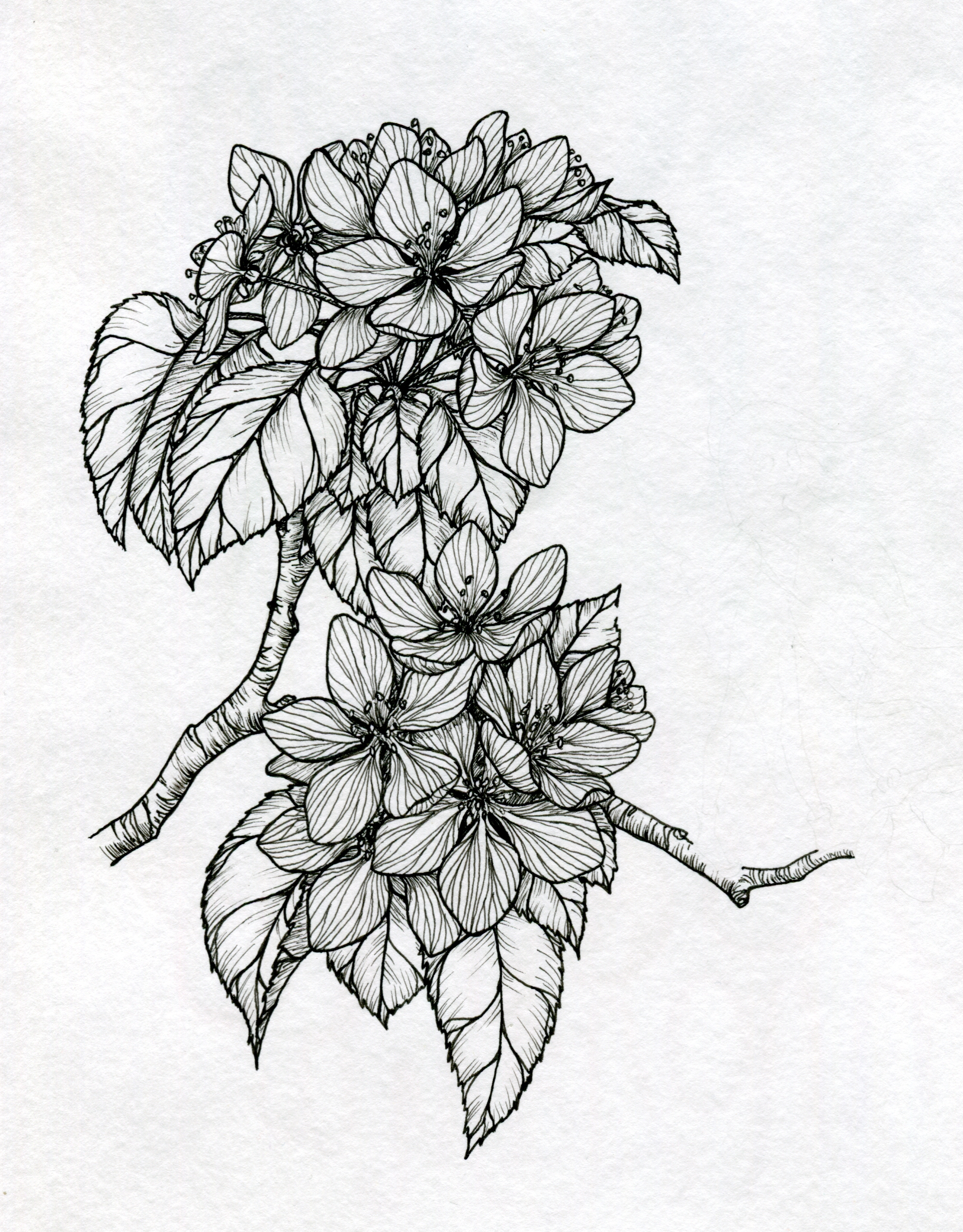 Apple blossoms676