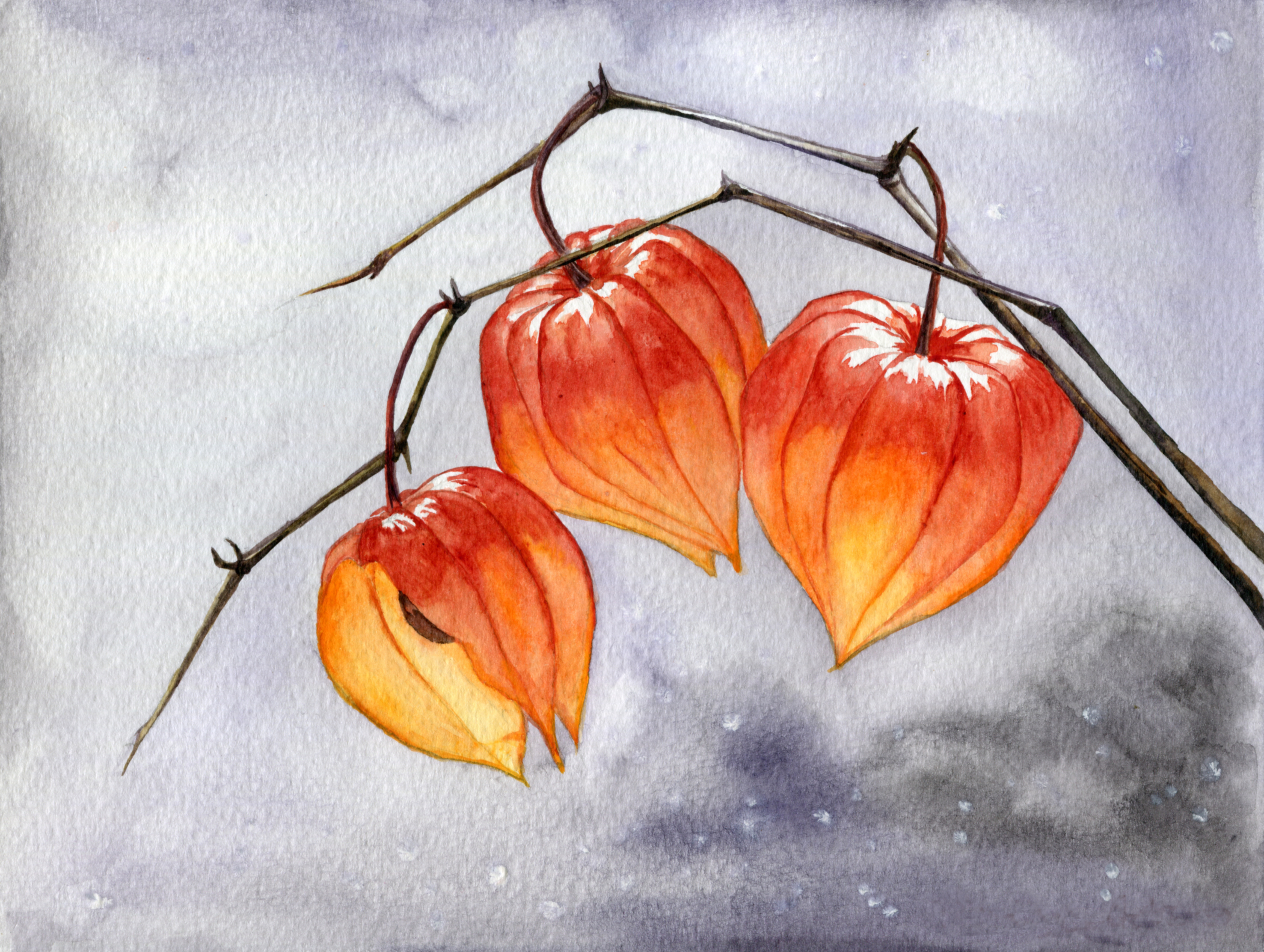 Physalis336