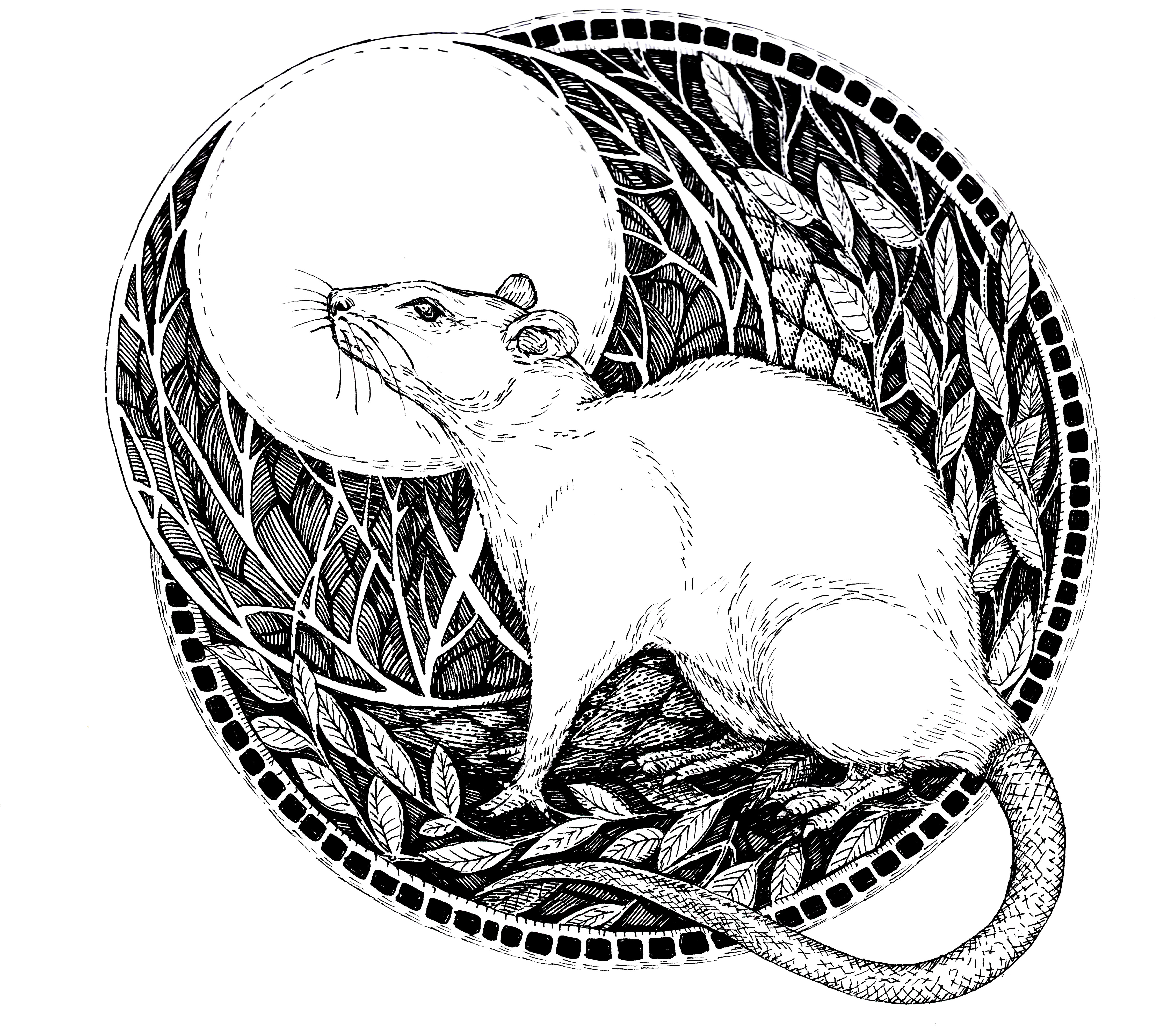 Rat