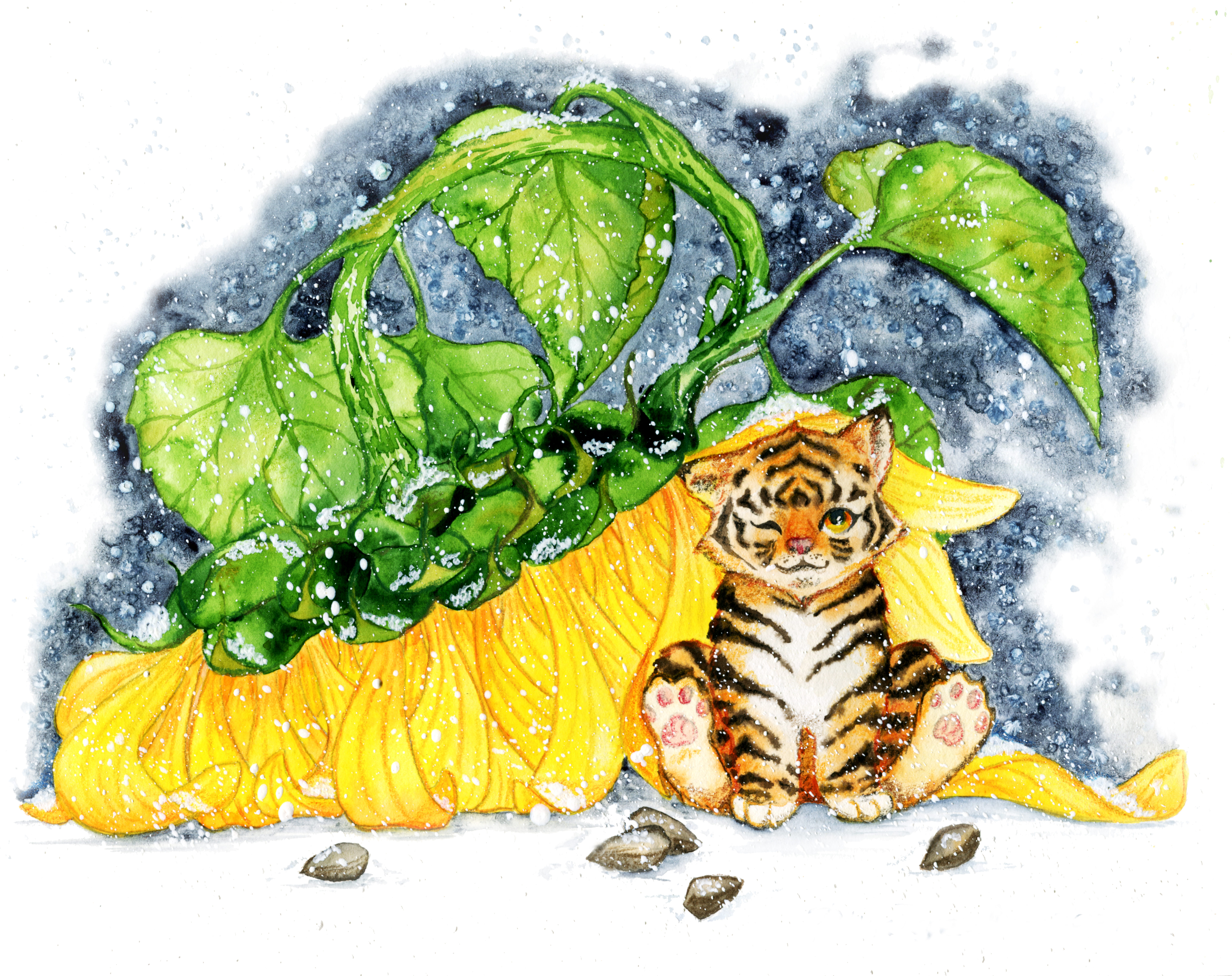 Tigersunflower