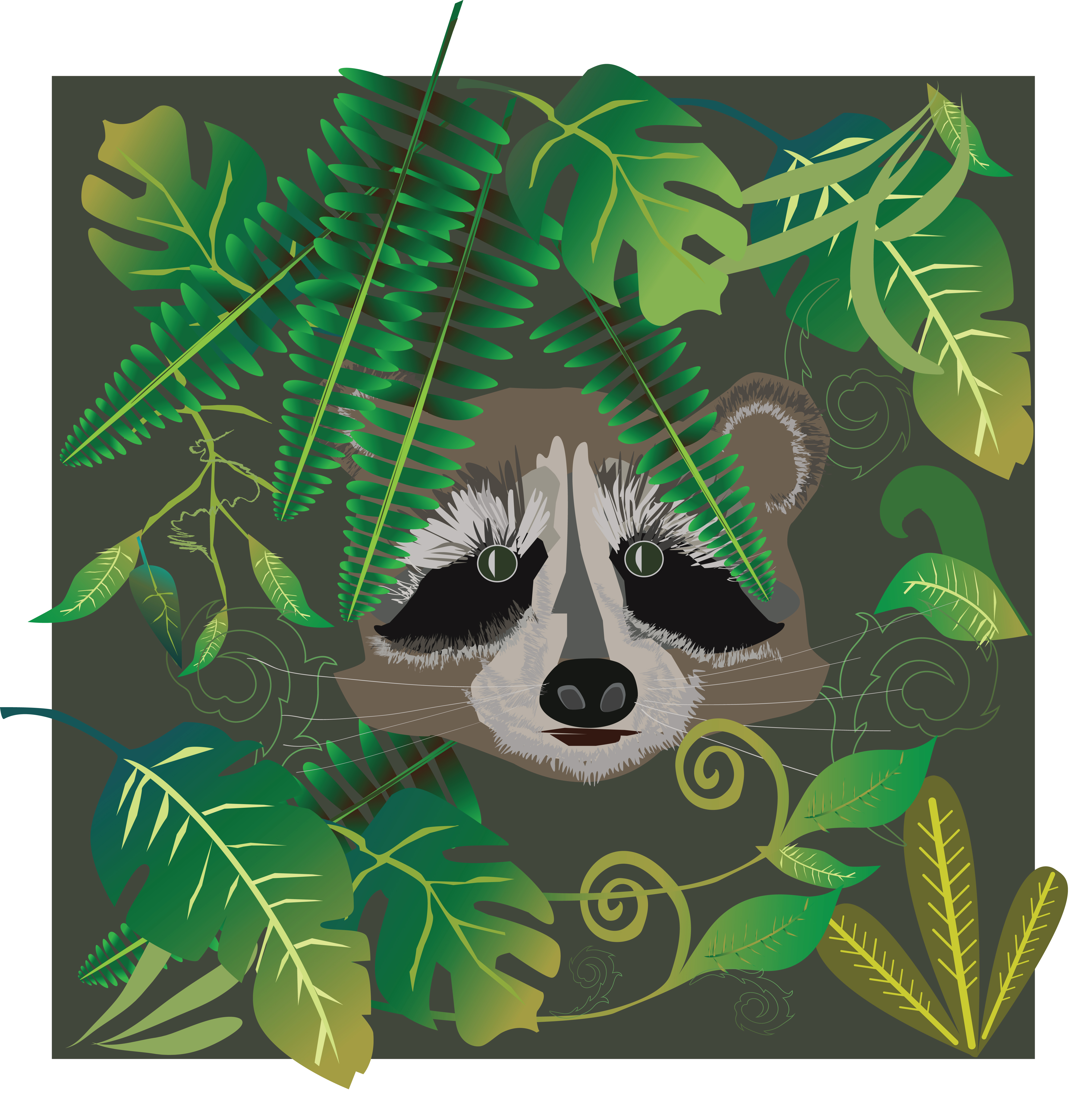 Raccoon in the forest