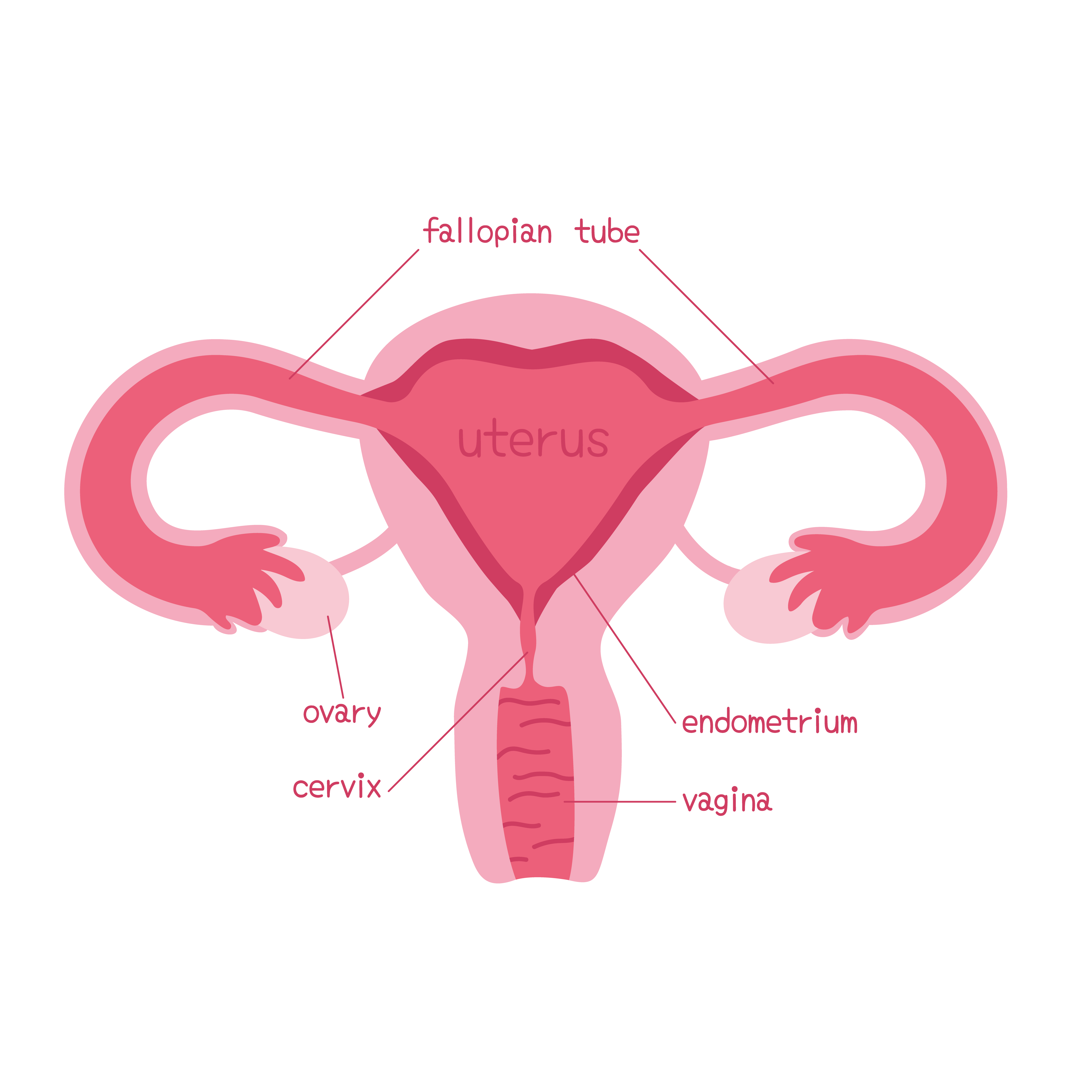 Female reproductive system