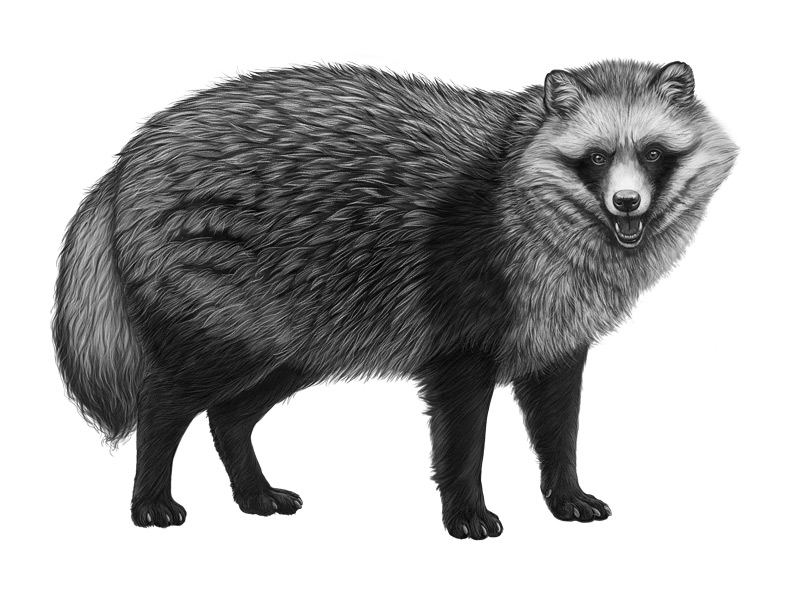 Raccoon dog