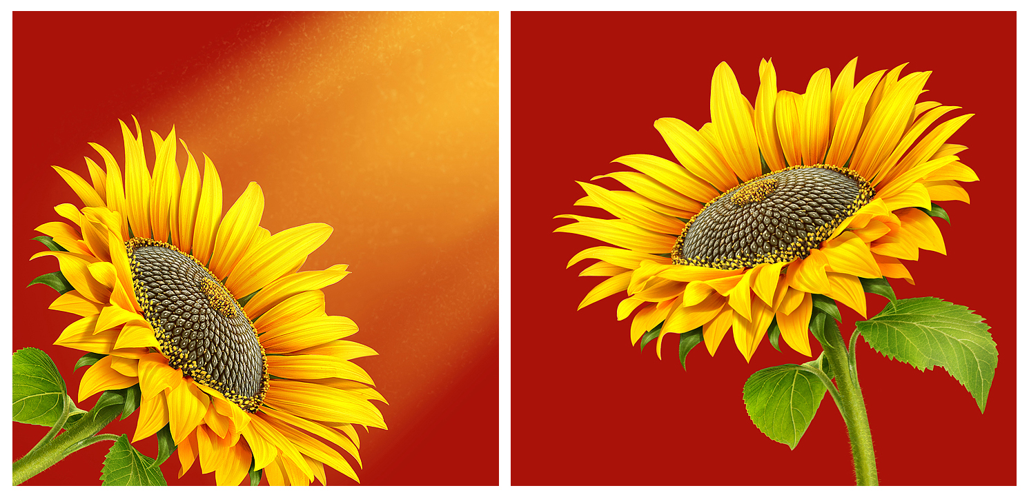 Food art   sunflower   art stepan gilev 