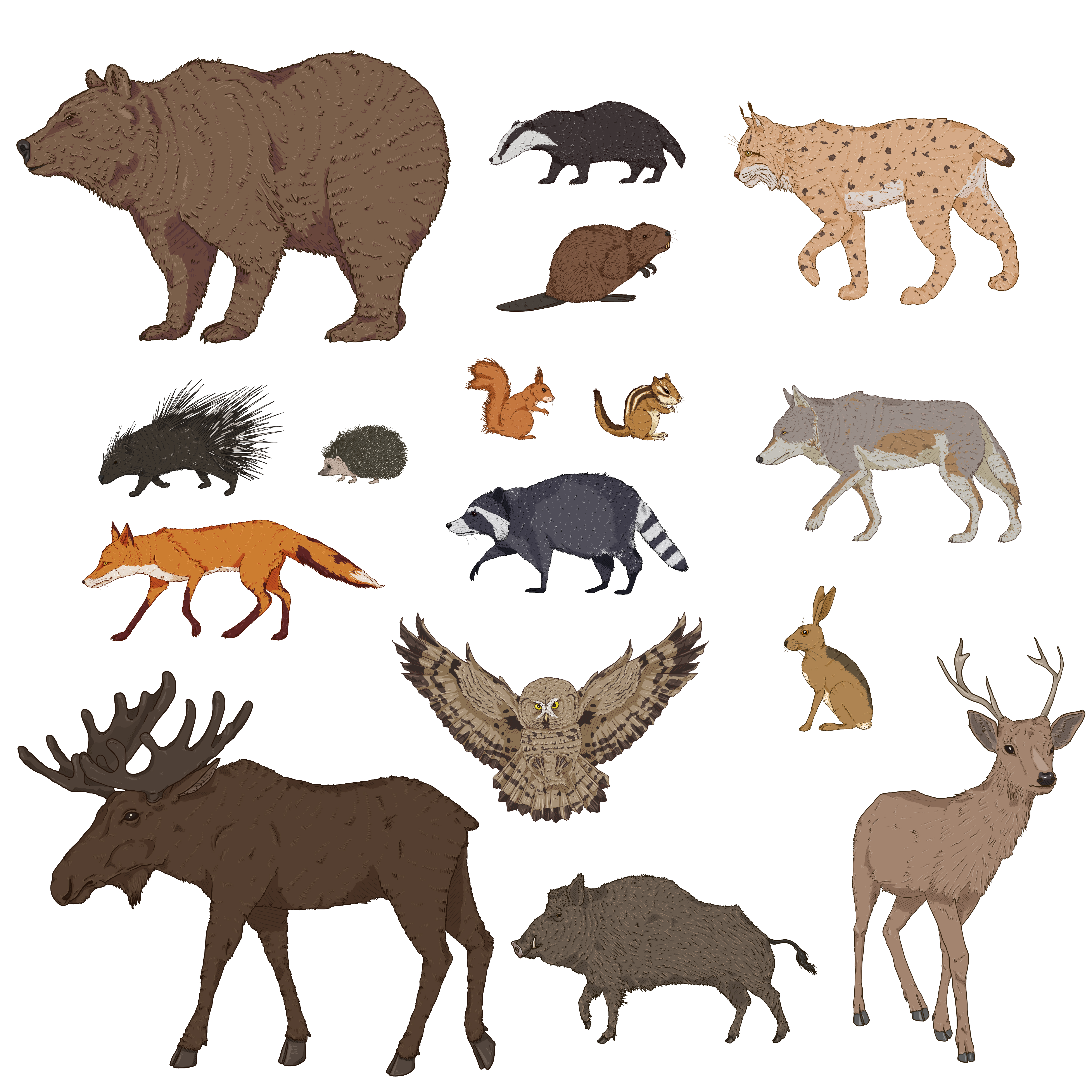  forest animals cartoon set