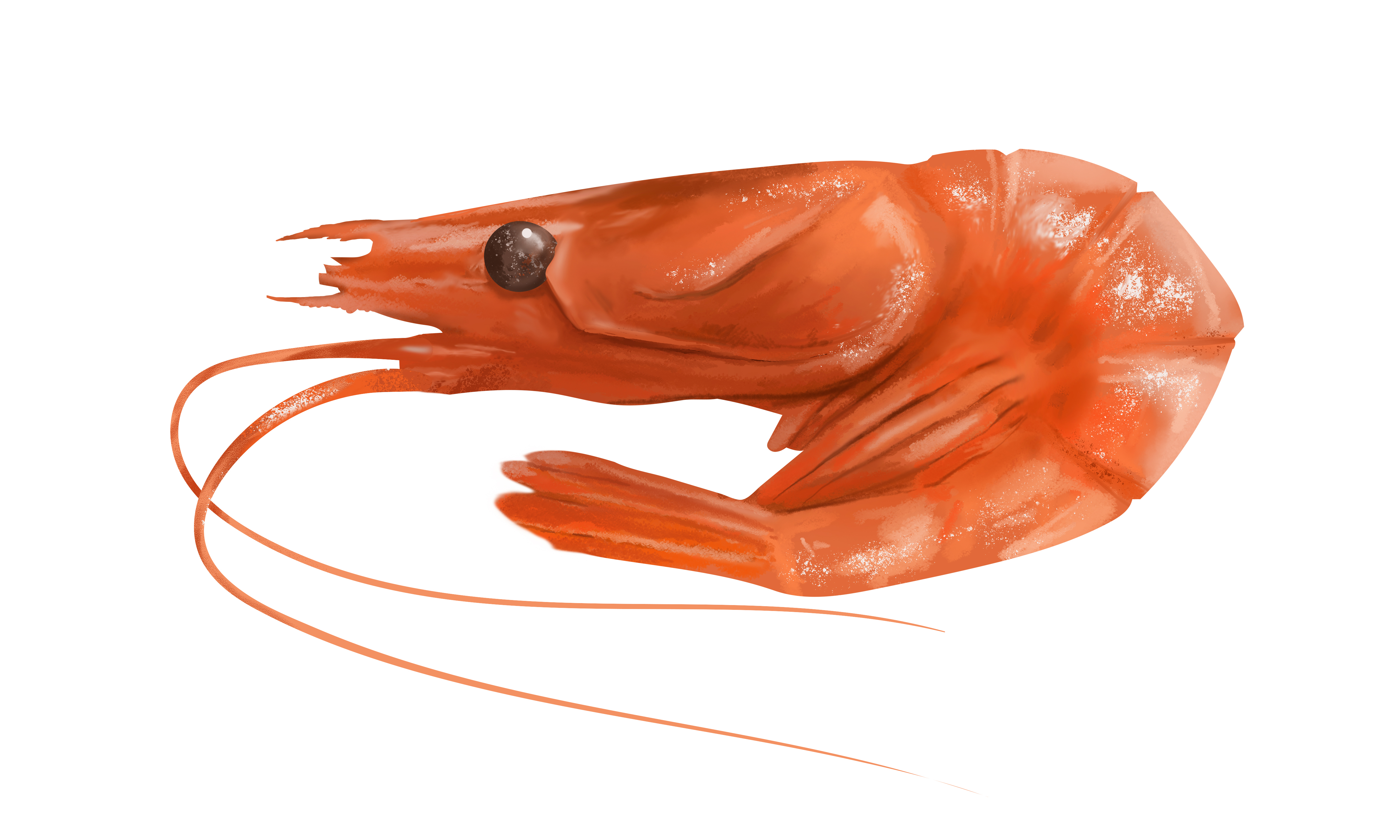 Shrimp