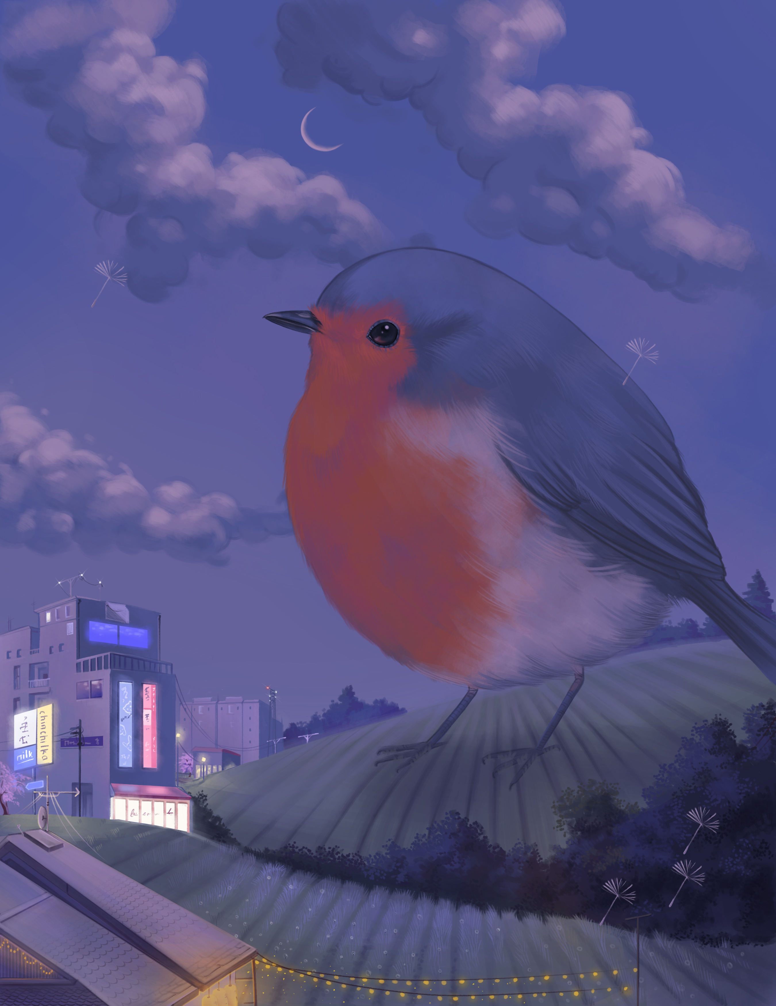 Robin 3