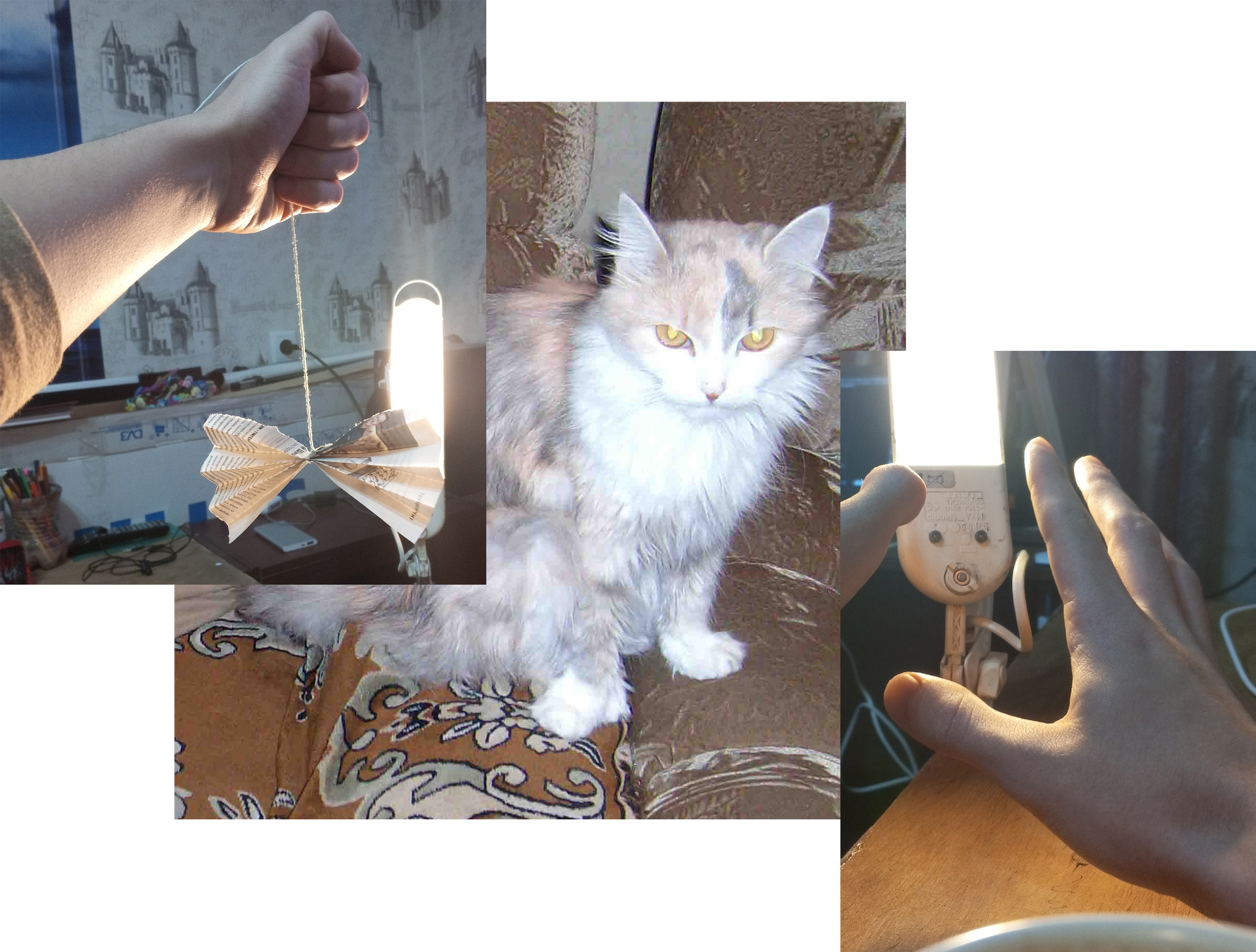 %d0%ba%d0%be%d1%82 %d0%b2 %d1%80%d0%b5%d0%ba%d0%b5   %d0%ba%d0%be%d0%bf%d0%b8%d1%8f