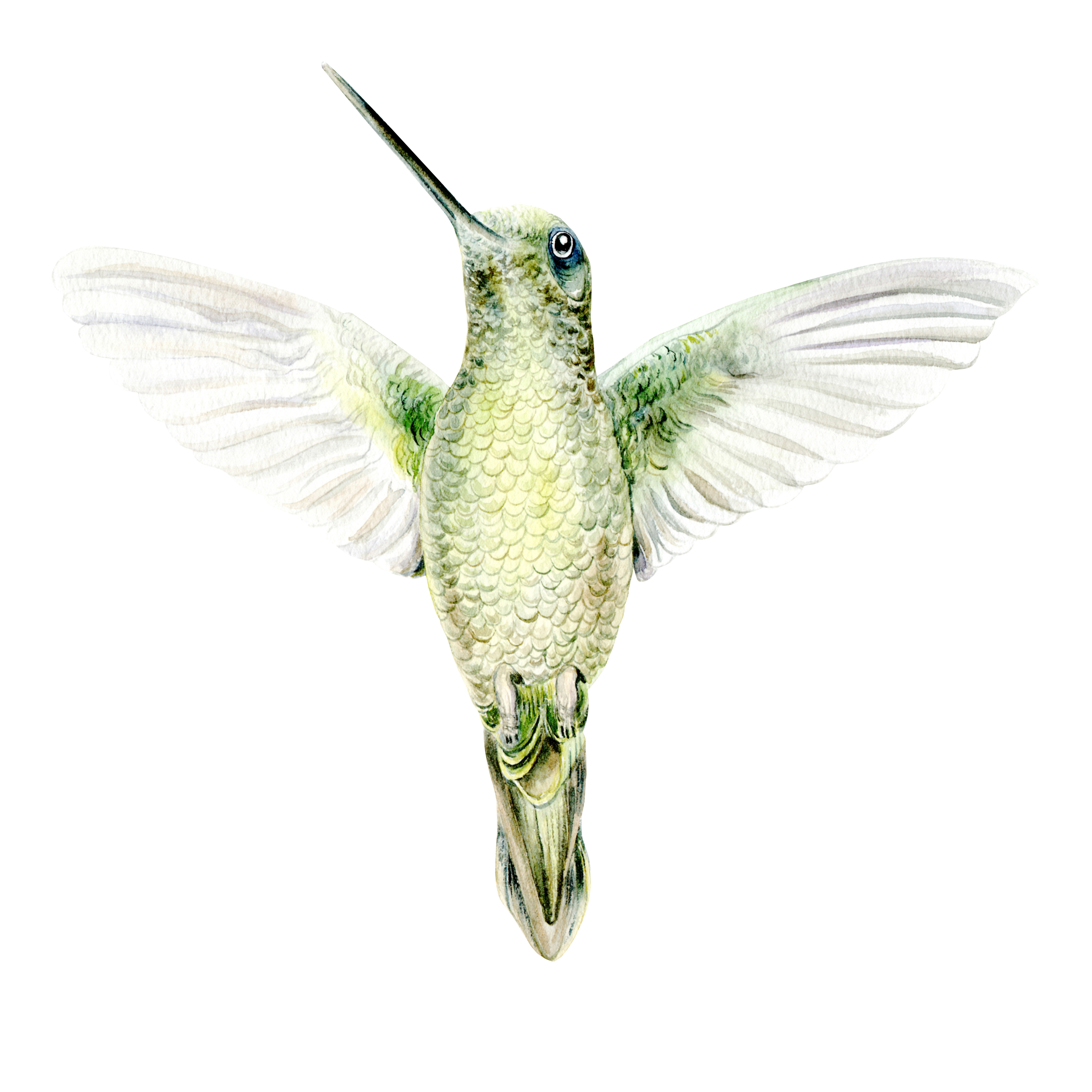 Green hummingbird