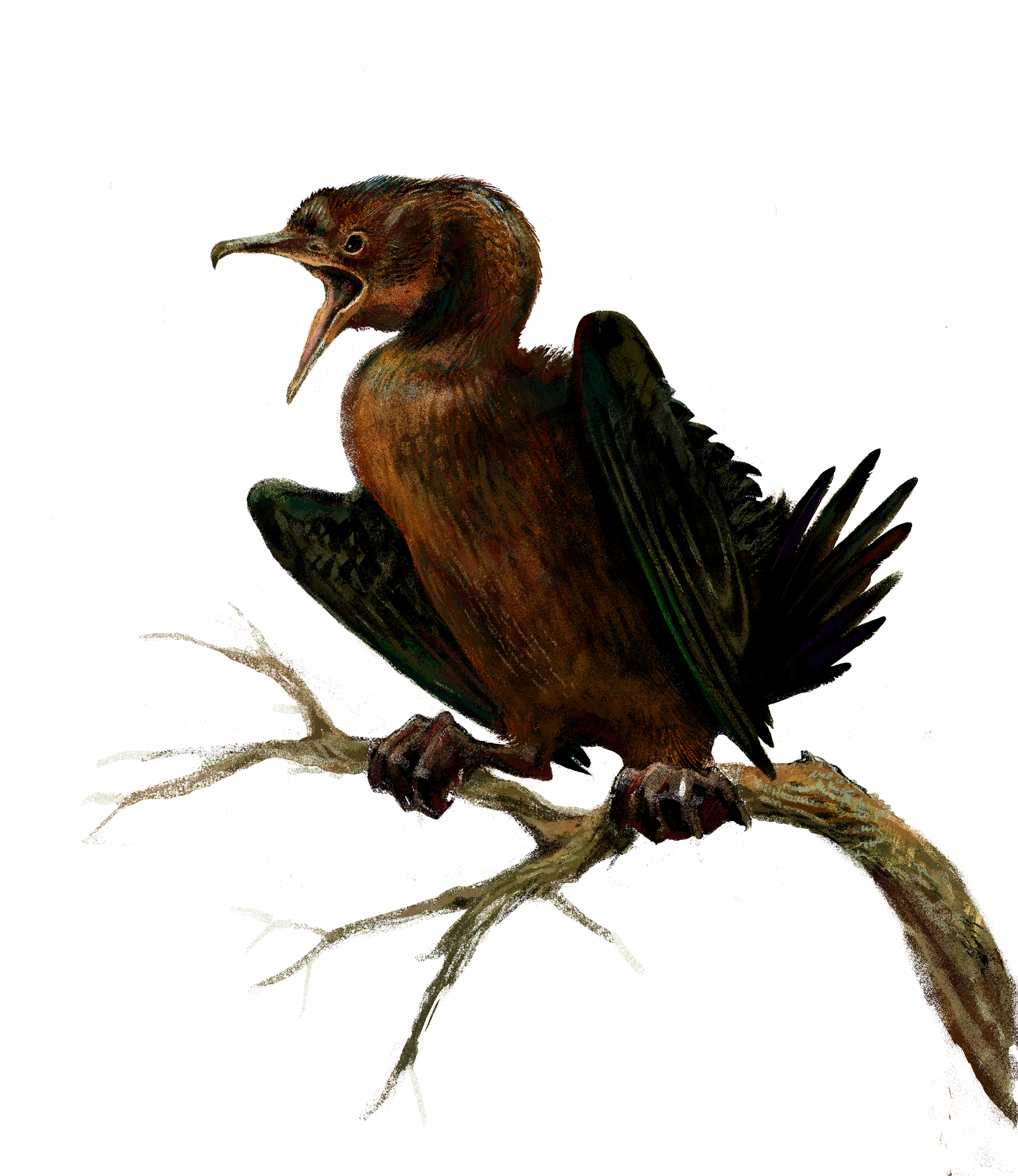 Phalacrocorax pygmaeus