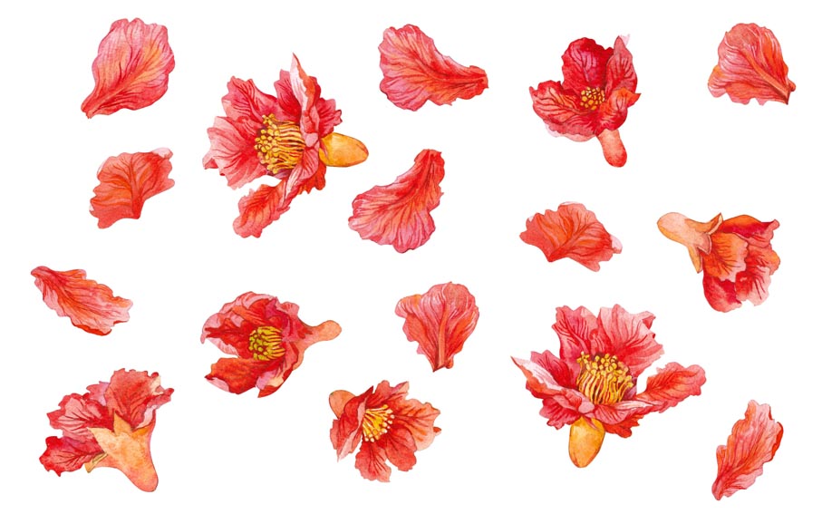 The petals of pomegranate