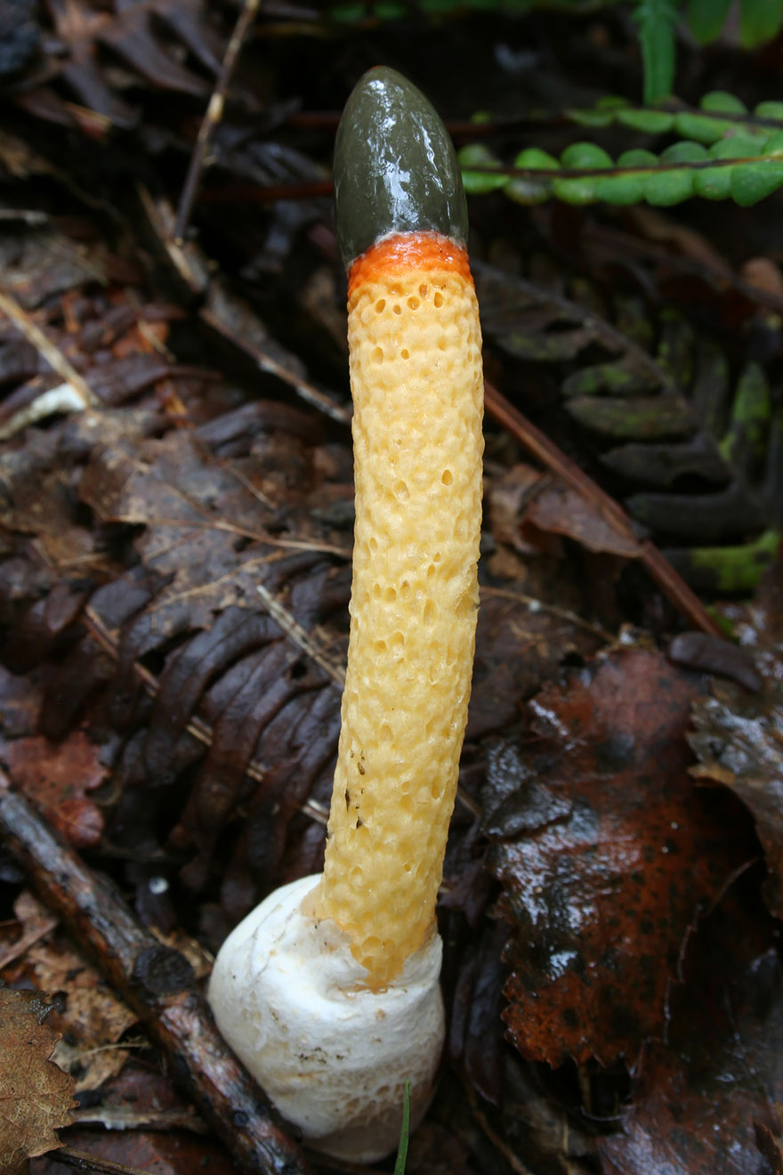 Mushroom photography 191  880