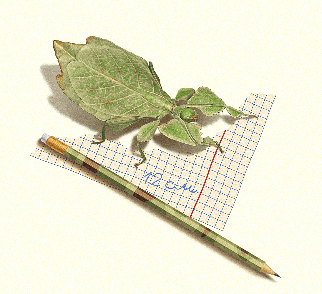 %d0%9f%d0%b0%d0%bb%d0%be%d1%87%d0%bd%d0%b8%d0%ba %d0%bb%d0%b8%d1%81%d1%82%d0%be%d0%b2%d0%b8%d0%b4%d0%ba%d0%b0 2