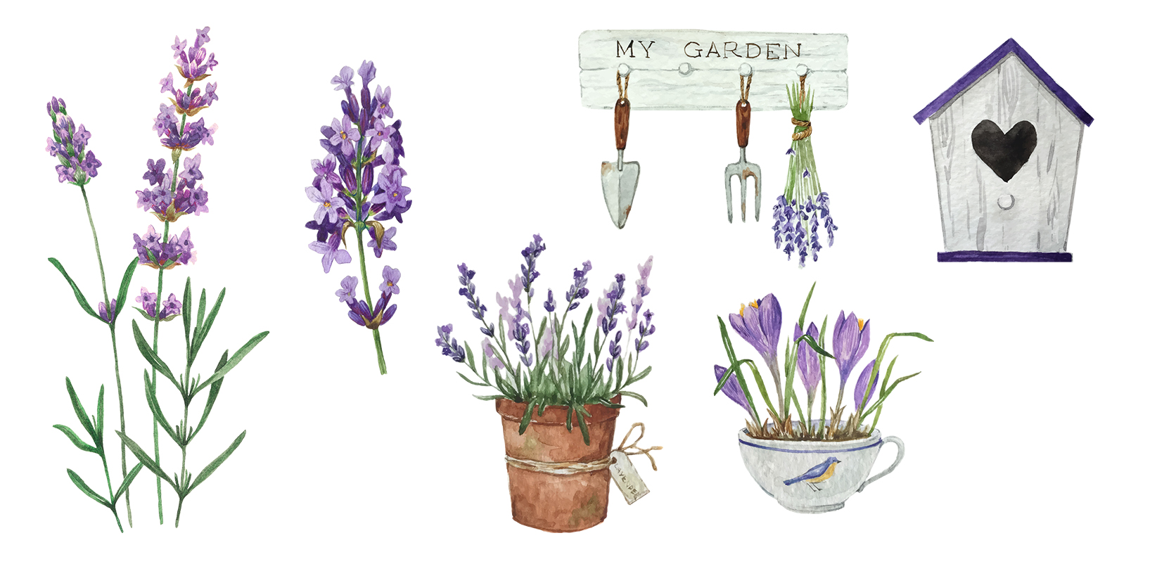 Lavender
