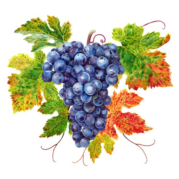 Black grapes
