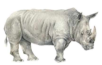 Rhino
