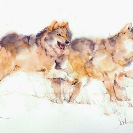 Wolves in winter