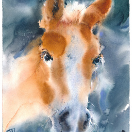 Foal portrait