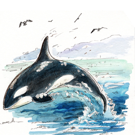 Killer whale