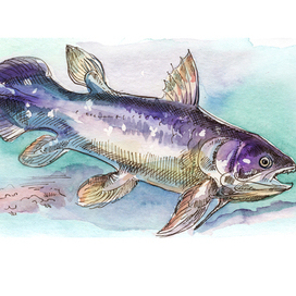 Coelacanth